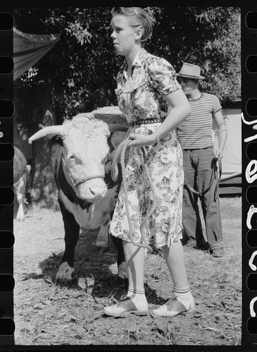 4-H Club girl with calf, Central Iowa 4-H Club fair, Marshalltown, Iowa