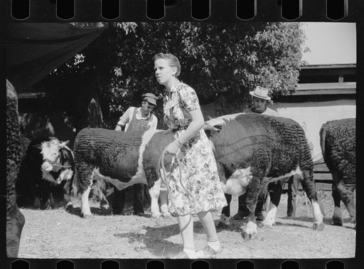 Untitled photo, possibly related to: 4-H Club girl with calf, Central Iowa 4-H Club fair, Marshalltown, Iowa