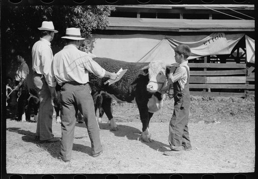 Judges examine a 4-H Club calf, Central Iowa 4-H Club fair, Marshalltown, Iowa