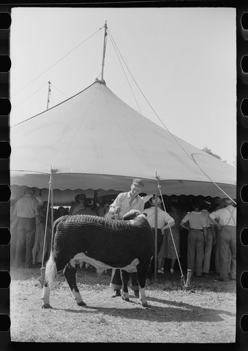 Untitled photo, possibly related to: 4-H Club boy with calf in front of auction tent, Central Iowa 4-H Club fair, Marshalltown, Iowa