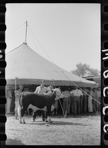 4-H Club boy with calf in front of auction tent, Central Iowa 4-H Club fair, Marshalltown, Iowa