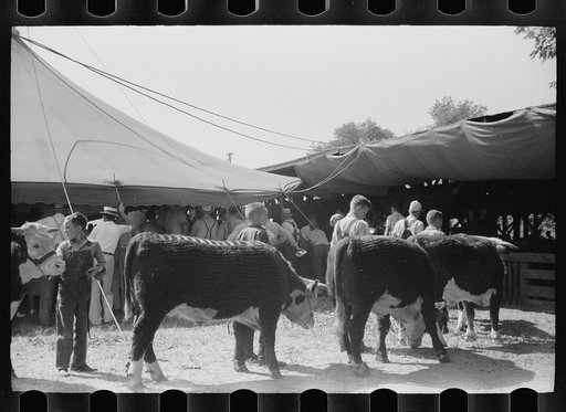 Untitled photo, possibly related to: 4-H Club boys bring their calves into auction tent, Central Iowa 4-H Club fair, Marshalltown, Iowa