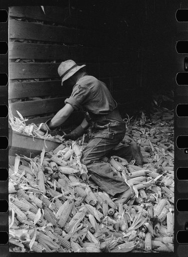 Emptying a corn crib in order to shell the corn for EverNormal granary storage, Grundy County, Iowa