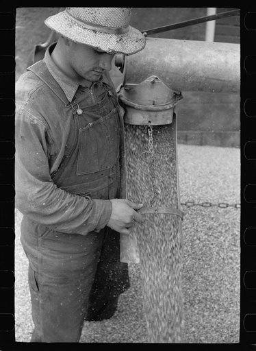 Farmer with shelled corn, Grundy County, Iowa