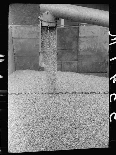 Untitled photo, possibly related to: Shelled corn, Grundy County, Iowa