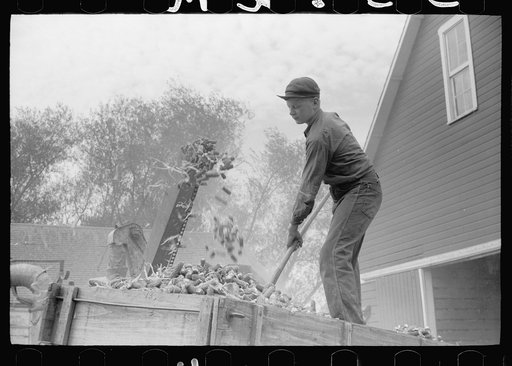 Corncobs after shelling, Grundy County, Iowa