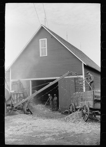 Shelling corn, Grundy County, Iowa