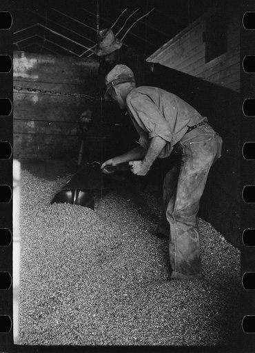 Untitled photo, possibly related to: Emptying a truck full of shelled corn at elevator, Grundy Center, Iowa