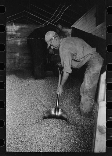 Emptying a truck full of shelled corn at elevator, Grundy Center, Iowa