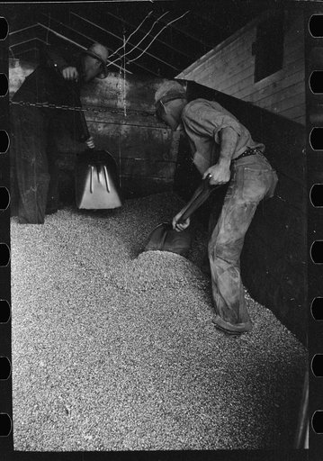 Untitled photo, possibly related to: Emptying a truck full of shelled corn at elevator, Grundy Center, Iowa