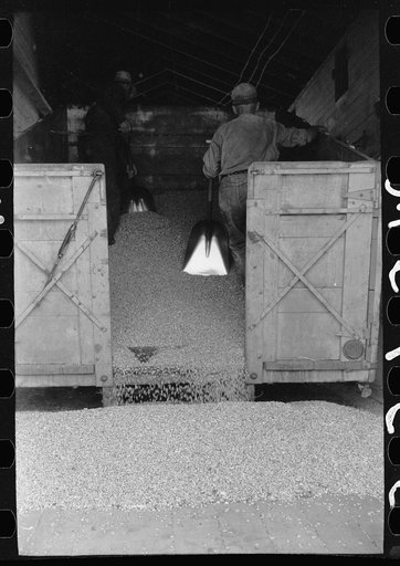 Untitled photo, possibly related to: Emptying a truck full of shelled corn at elevator, Grundy Center, Iowa