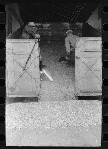 Untitled photo, possibly related to: Emptying a truck full of shelled corn at elevator, Grundy Center, Iowa