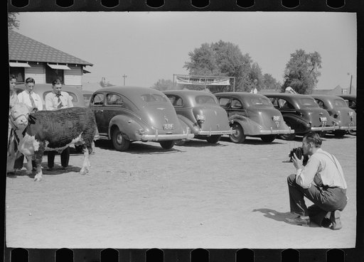 Untitled photo, possibly related to: Photographing the grand champion bull, Central Iowa 4-H Club fair, Marshalltown, Iowa