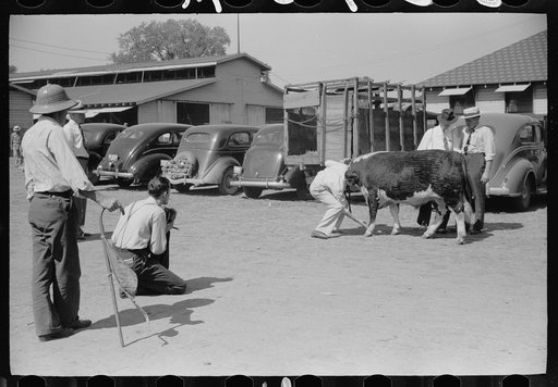 Photographing the grand champion bull, Central Iowa 4-H Club fair, Marshalltown, Iowa