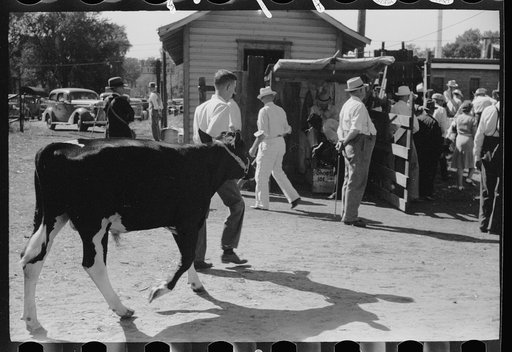 Untitled photo, possibly related to: 4-H Club boy with calf in front of auction tent, Central Iowa 4-H Club fair, Marshalltown, Iowa