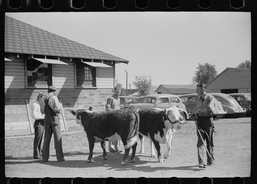 Farm boys with cow for livestock exhibit, Central Iowa 4-H Club fair, Marshalltown, Iowa