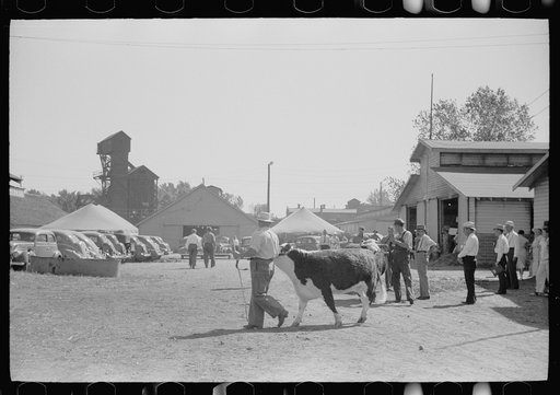 Untitled photo, possibly related to: Farm boys with cow for livestock exhibit, Central Iowa 4-H Club fair, Marshalltown, Iowa