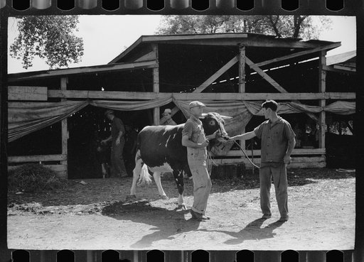 Untitled photo, possibly related to: Farm boys with cow for livestock exhibit, Central Iowa 4-H Club fair, Marshalltown, Iowa