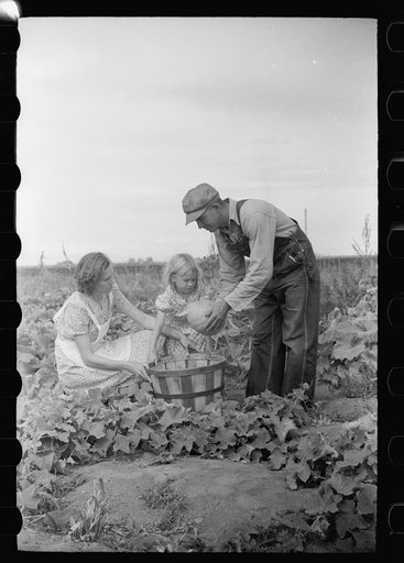 Untitled photo, possibly related to: Howard Crowder displays some of the vegetables produced in his garden on San Luis Valley Farms, Alamosa, Colorado