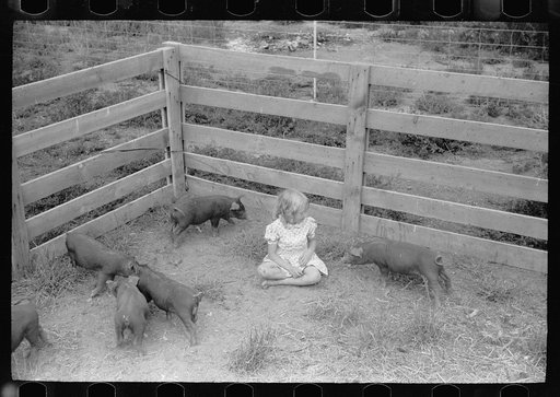 Untitled photo, possibly related to: Howard Crowder feeds a litter of pigs raised on his homestead at San Luis Valley Farms, Alamosa, Colorado