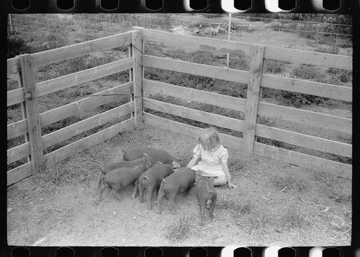 Untitled photo, possibly related to: Howard Crowder feeds a litter of pigs raised on his homestead at San Luis Valley Farms, Alamosa, Colorado