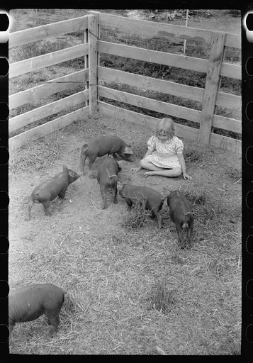 Untitled photo, possibly related to: Howard Crowder feeds a litter of pigs raised on his homestead at San Luis Valley Farms, Alamosa, Colorado