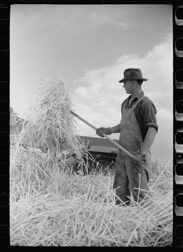 Grain harvest, San Luis Valley Farms, Alamosa, Colorado
