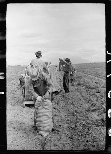 Sewing a sack of potatoes, Rio Grande County, Colorado