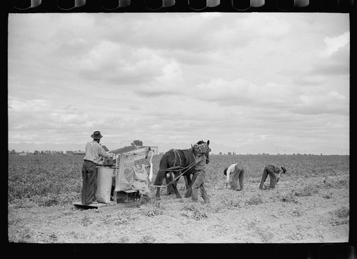 Potato picking crew, Rio Grande County, Colorado