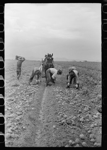 Picking potatoes, Rio Grande County, Colorado