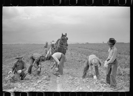 Untitled photo, possibly related to: Picking potatoes, Rio Grande County, Colorado