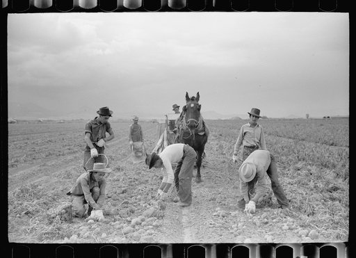 Potato pickers, Rio Grande County, Colorado