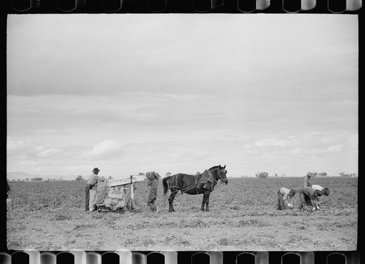 Untitled photo, possibly related to: Potato pickers, Rio Grande County, Colorado