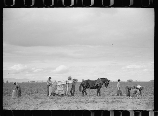 Untitled photo, possibly related to: Potato pickers, Rio Grande County, Colorado