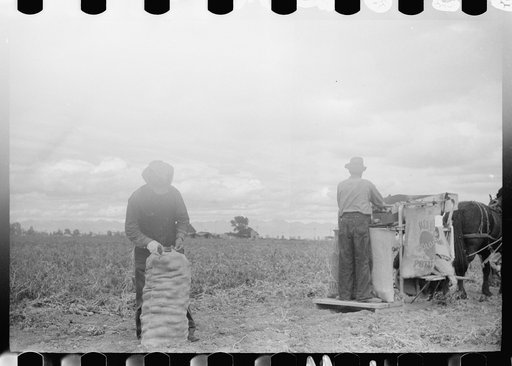 Untitled photo, possibly related to: Potato pickers, Rio Grande County, Colorado