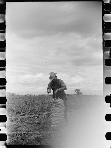 Untitled photo, possibly related to: Potato pickers, Rio Grande County, Colorado