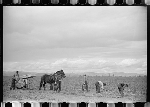 Untitled photo, possibly related to: Potato pickers, Rio Grande County, Colorado