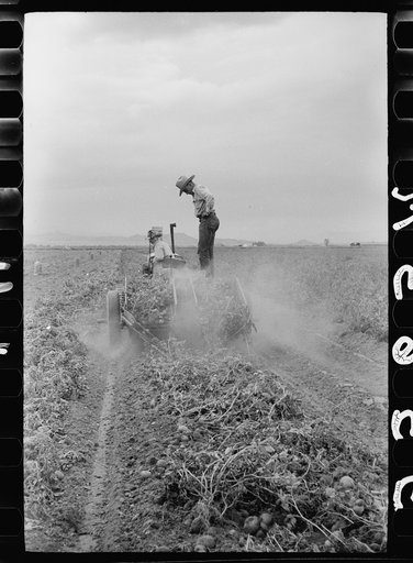 Untitled photo, possibly related to: Potato digger, Rio Grande County, Colorado