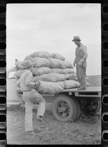 Loading sacks of potatoes, Rio Grande County, Colorado