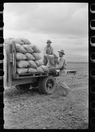 Untitled photo, possibly related to: Loading sacks of potatoes, Rio Grande County, Colorado
