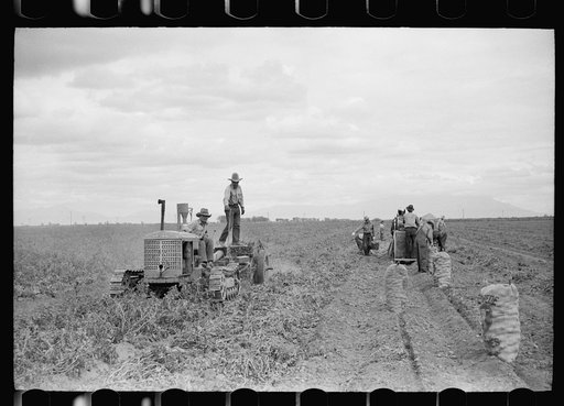 Potato digger and picking crew, Rio Grande County, Colorado