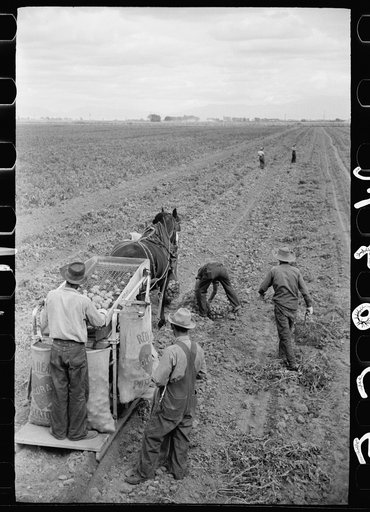 Untitled photo, possibly related to: Loading sacks of potatoes, Rio Grande County, Colorado