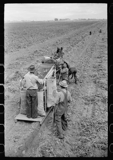 Untitled photo, possibly related to: Potato digger and picking crew, Rio Grande County, Colorado