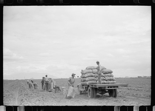 Untitled photo, possibly related to: Farmer on load of potatoes, Rio Grande County, Colorado