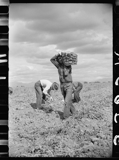 Untitled photo, possibly related to: Picking potatoes, Rio Grande County, Colorado