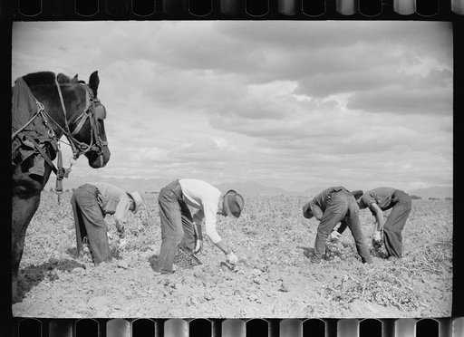 Picking potatoes, Rio Grande County, Colorado