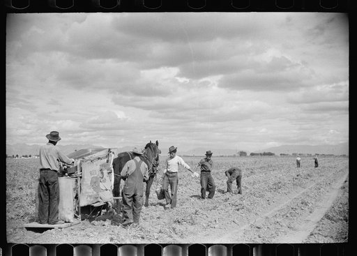 Potato pickers, Rio Grande County, Colorado