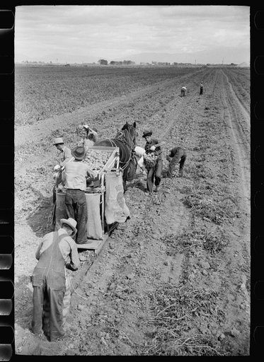 Potato picking crew, Rio Grande County, Colorado