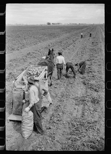 Untitled photo, possibly related to: Potato digger and picking crew, Rio Grande County, Colorado