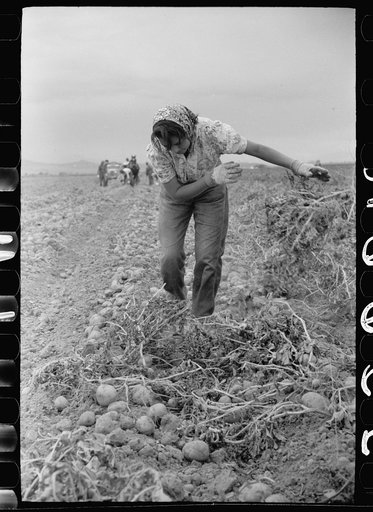Girl separating vines from potatoes, Rio Grande County, Colorado